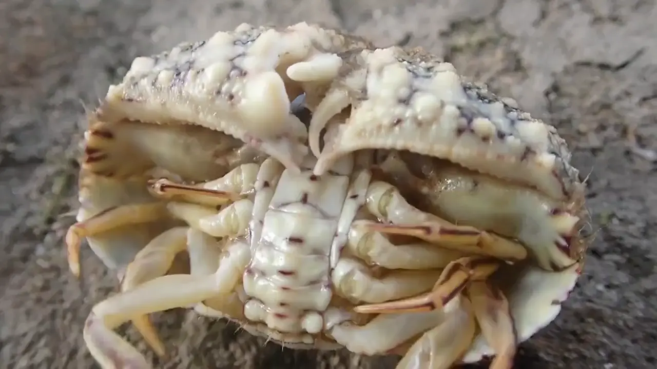 Common box crab (Calappa hepatica) getting some help