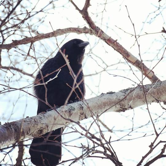 Common Crow, Halifax NS, Canada