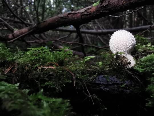 Common puffball