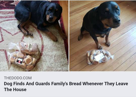 Comrade Doggo! ❤️🖤❤️🖤❤️🖤❤️🖤