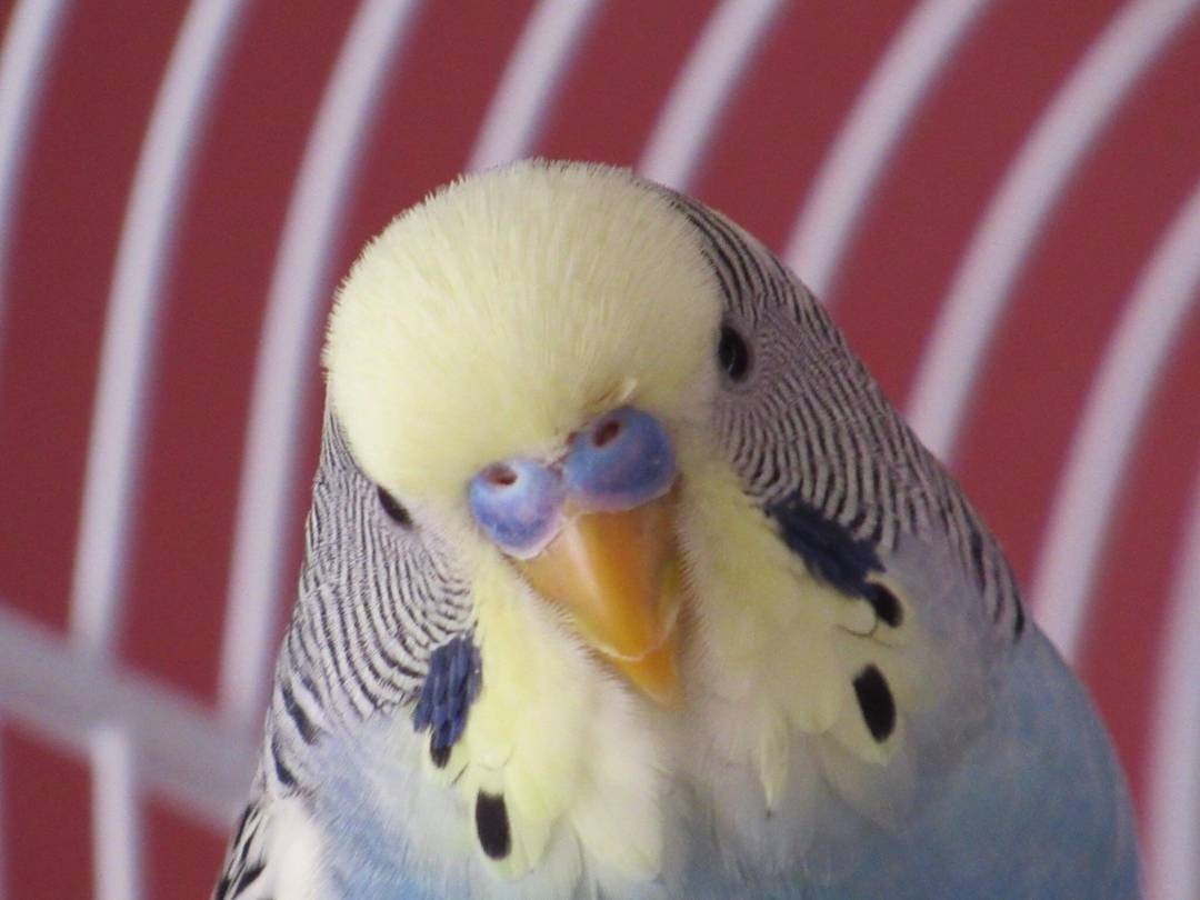 Look Claudette, I’m going to be straight with you. I can represent you. But it’s going to be expensive.