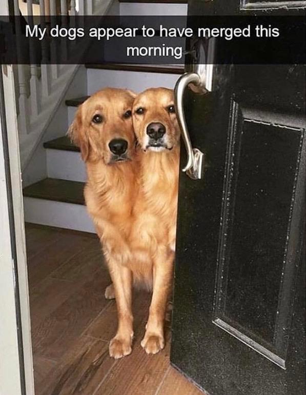 conjoined twin dogs