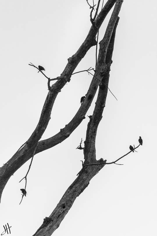 Convoluted Branches