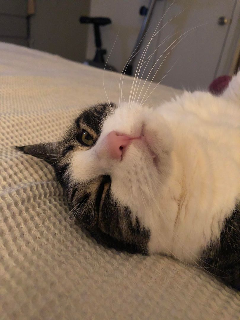 Cookie is a very derpy girl