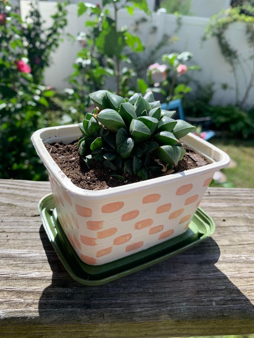 Country crock butter container that I turned into a planter with a tray by drilling holes in the bottom and painting