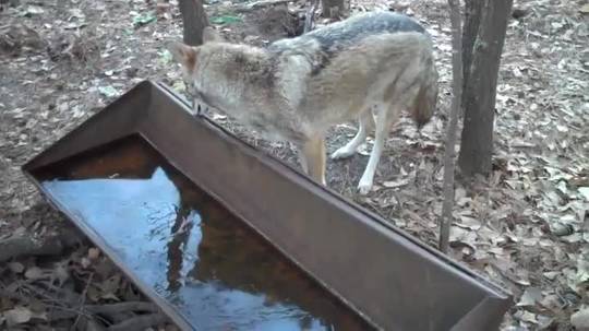 Coyote has a brain freeze