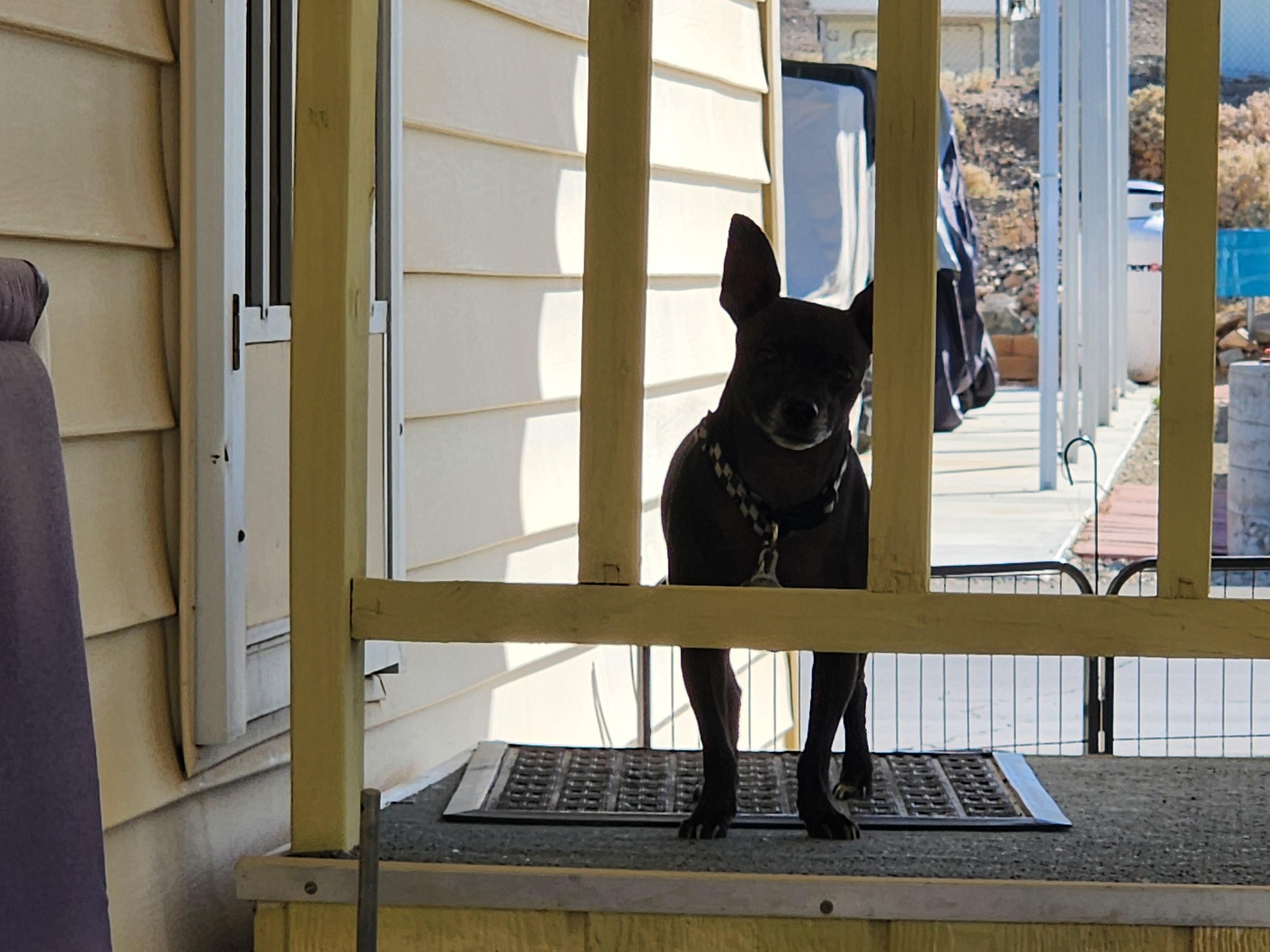 Crazy ass Chihuahua