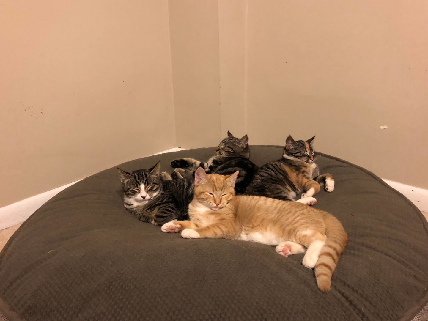 Cuddle puddle kittens on the doggo bed.