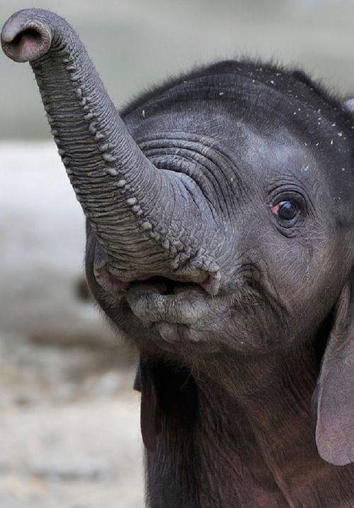 Cute baby wants to tell you to hang in there since the weekend is almost here 🐘🤗