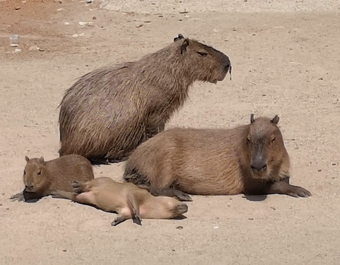Cute capys from the Copenhagen zoo