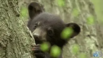 Cute, shy bear cub makes eye contact with camera man