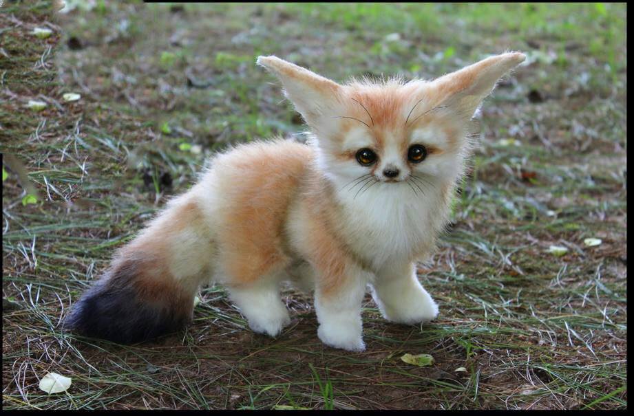 Cutest fluffy Boi I have ever seen