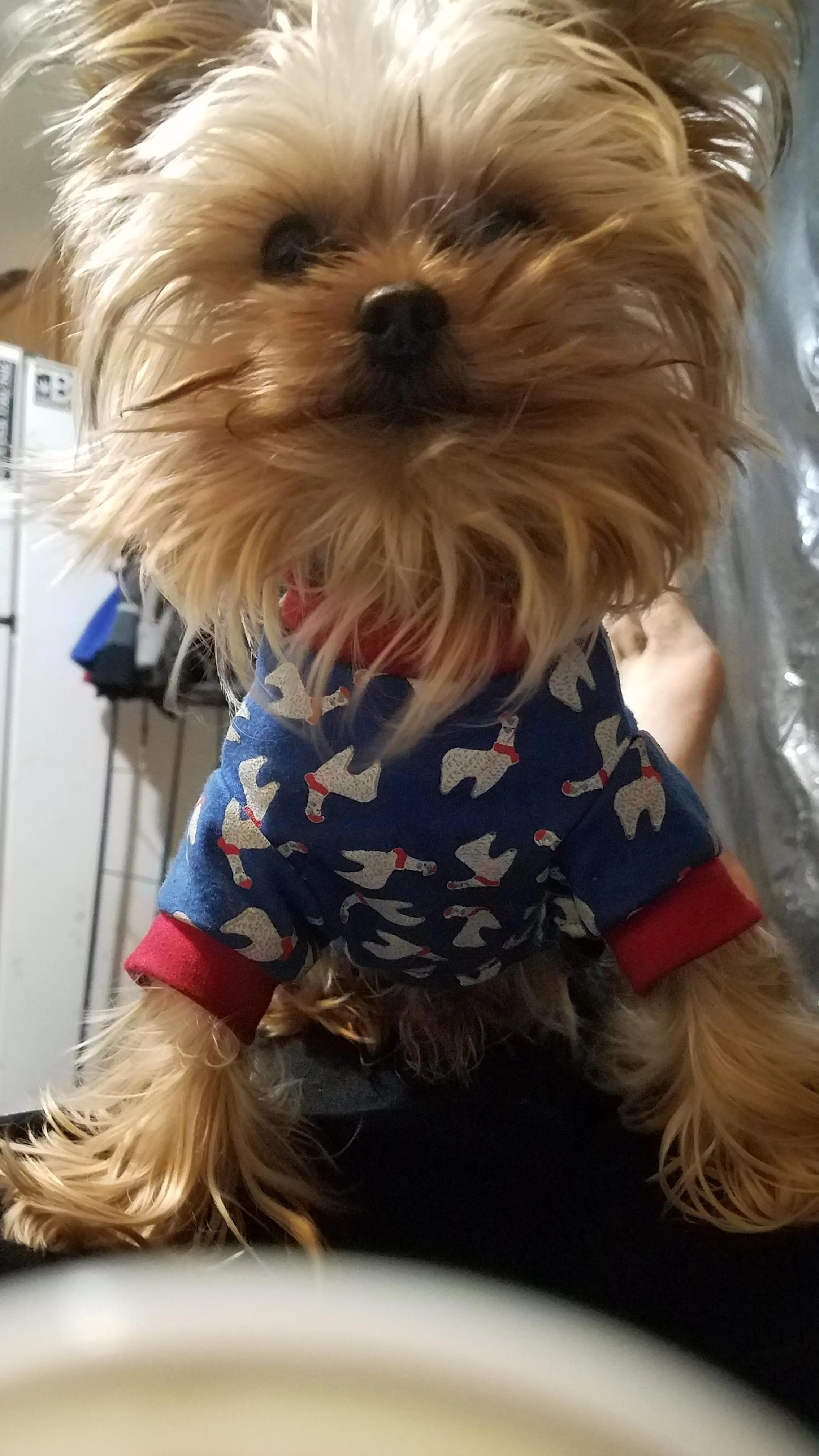 Yorkies