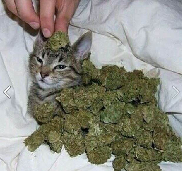 Daddy fat sacks... Meet daddy big bud!