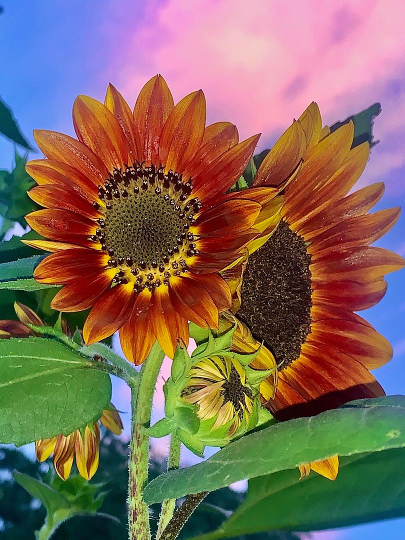 Daily dose of sunflowershine