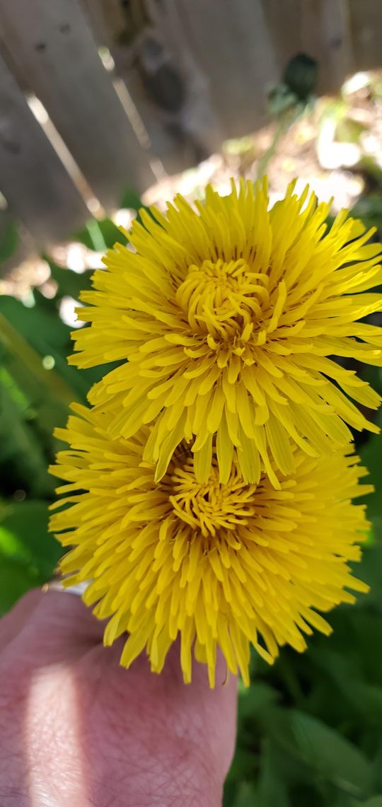 Dandy dandelions