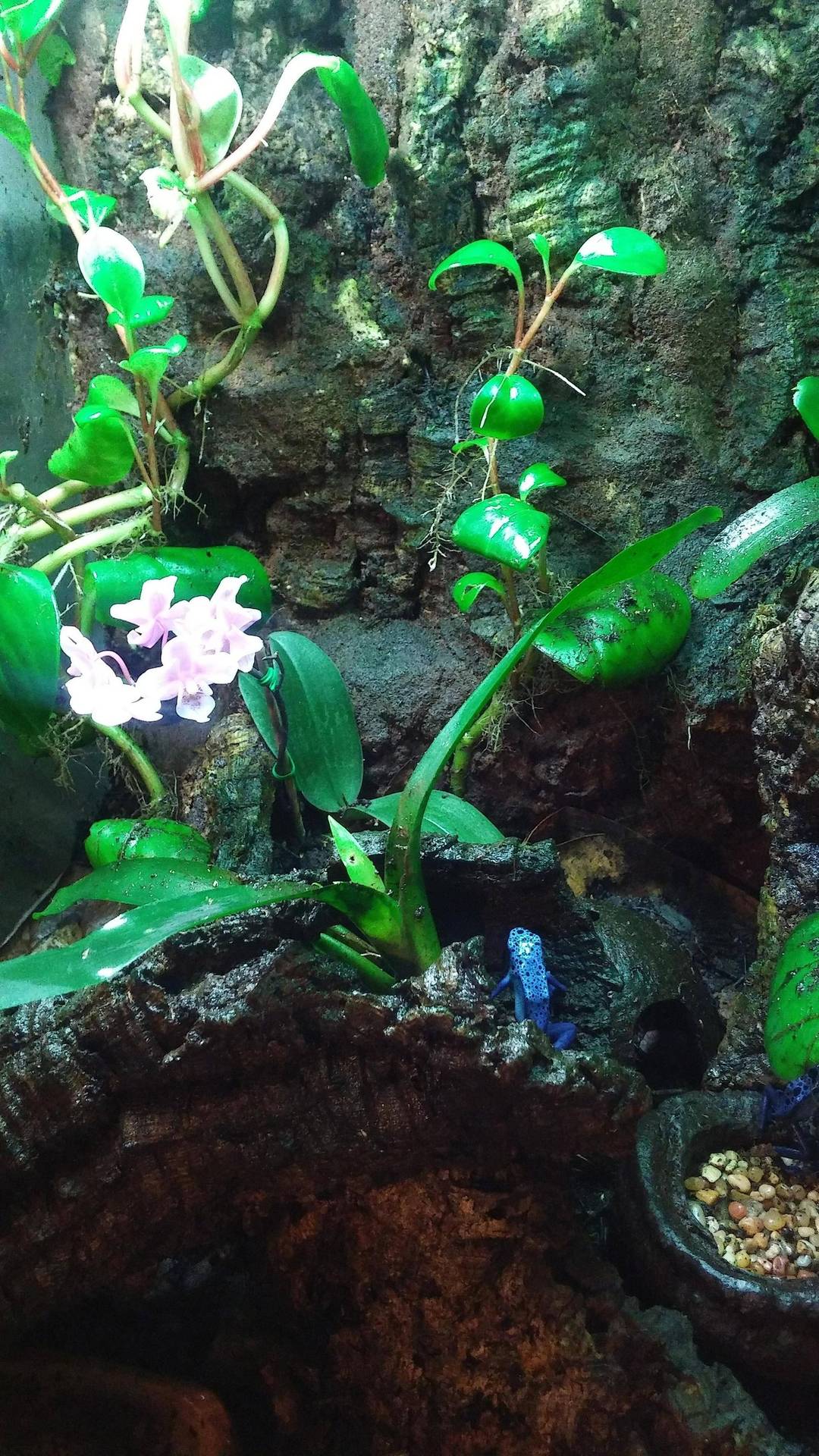 Dart frog cage