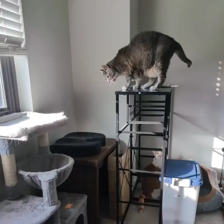 Dechonking chonker catculating his way back down after stealing his pal's breakfast leftovers