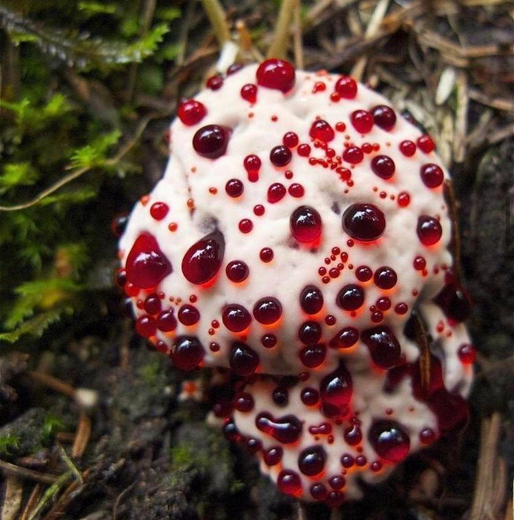 Devil’s Tooth Mushroom