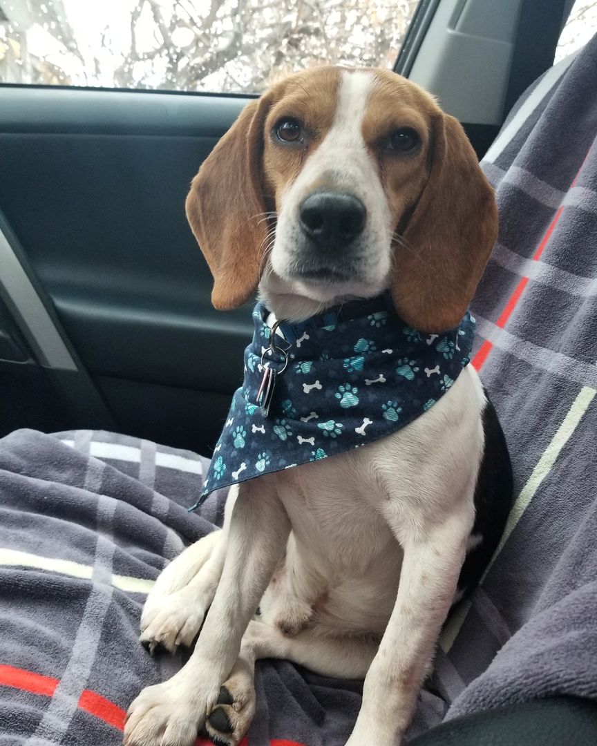 Dexter used to live with jerks. He lived outside in freezing temps and was full of worms. With us he has a favorite spot on the couch and he has a clean bill of health 😁