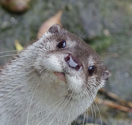 Did you just say fish?