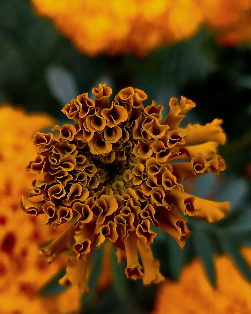 Disgusting plant.
