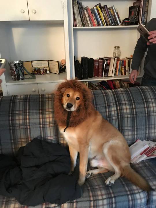 Does a lion mane count as a hat???