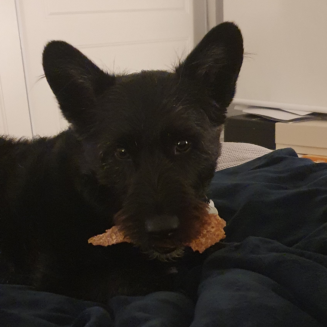 Does anyone have a corgi x?