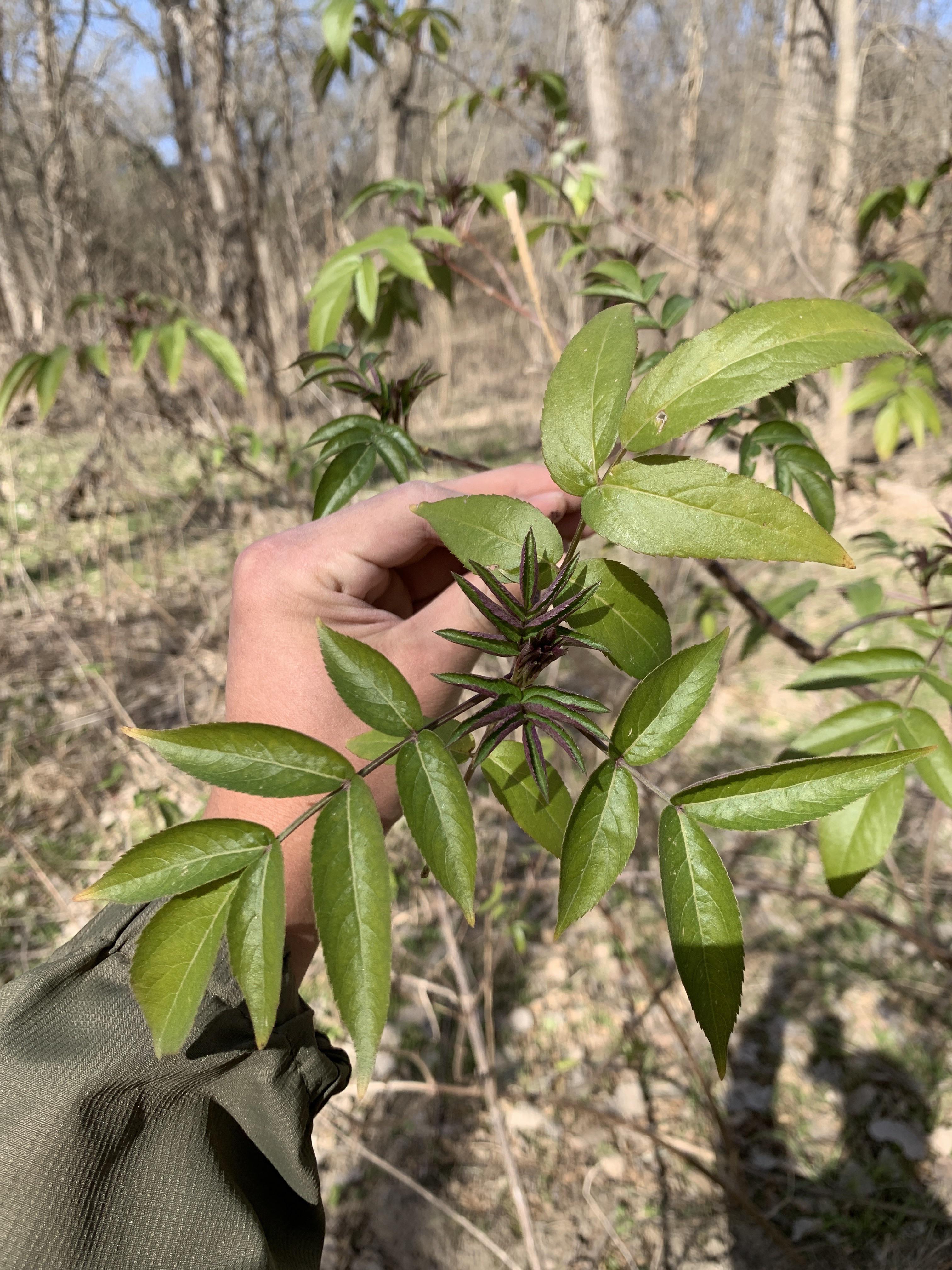 Does anyone have experience bonsai-ifying an Elderberry? (Sambucus ...