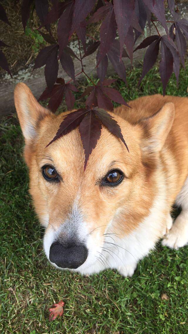 Does leaf count?