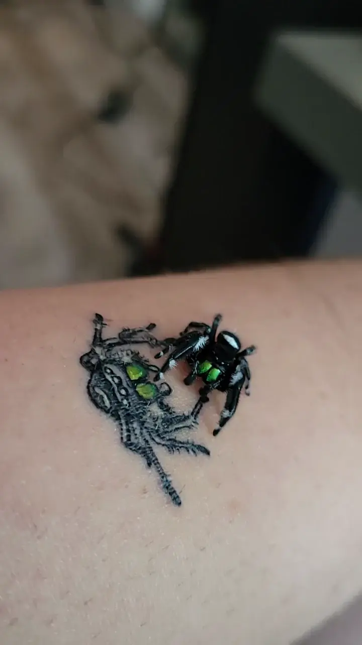 Does reddit like spider tippy taps?