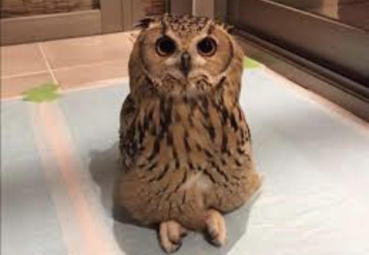 Does this hurt the owl?