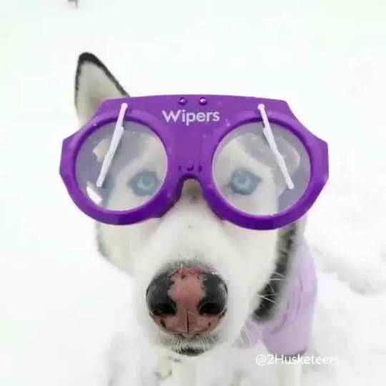 Doggles