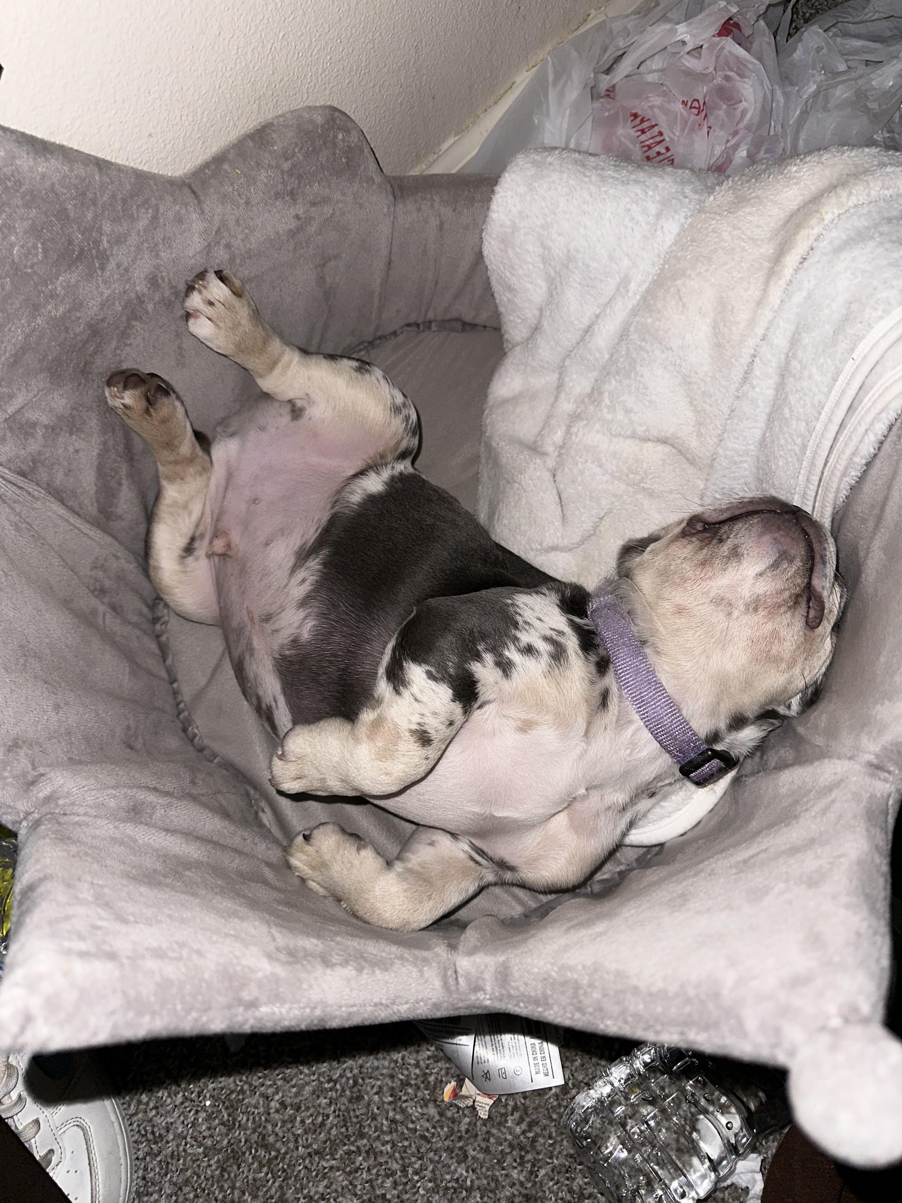 Don’t disturb the sleeping pup