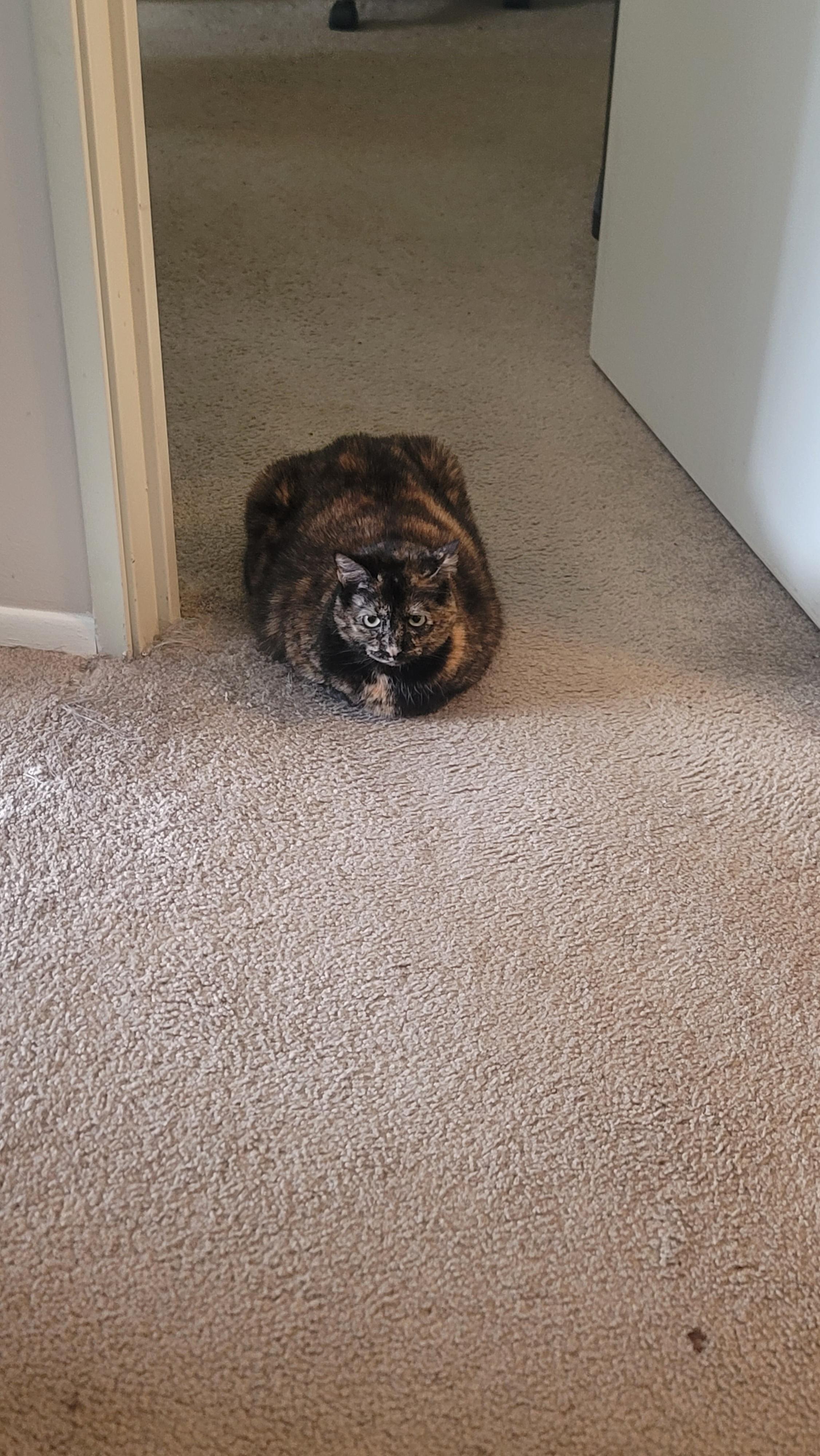 Doorway guardian