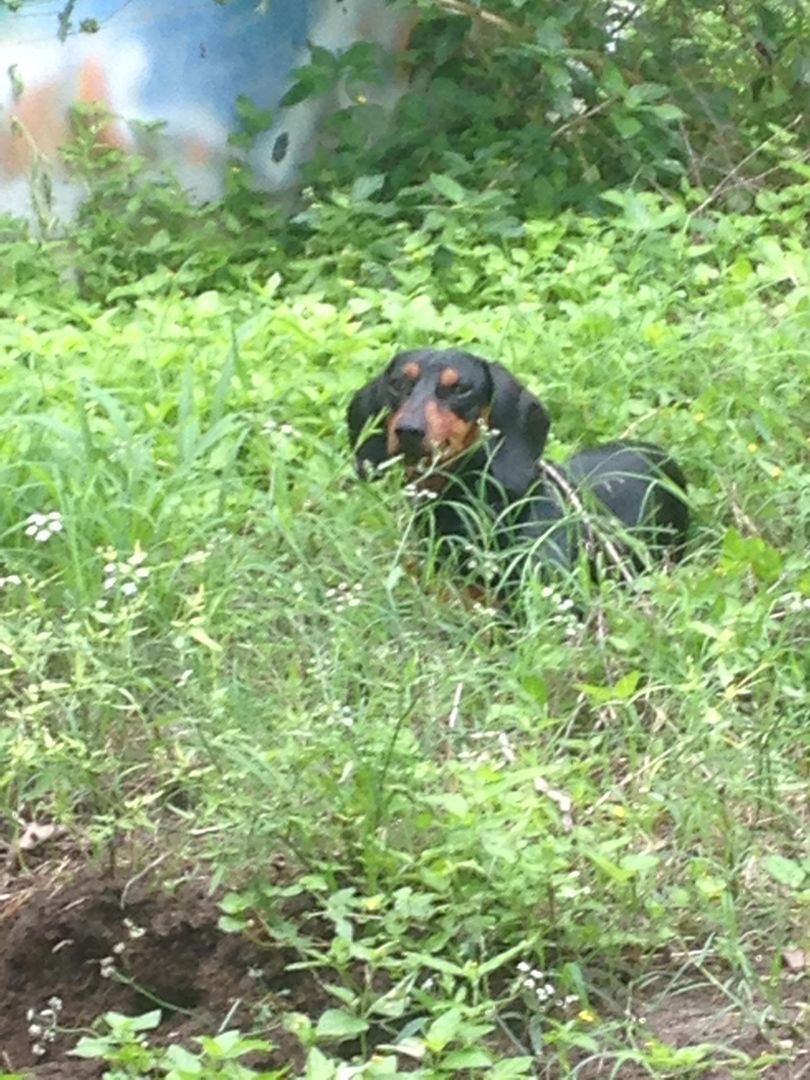 Dos a miniature wiener dog