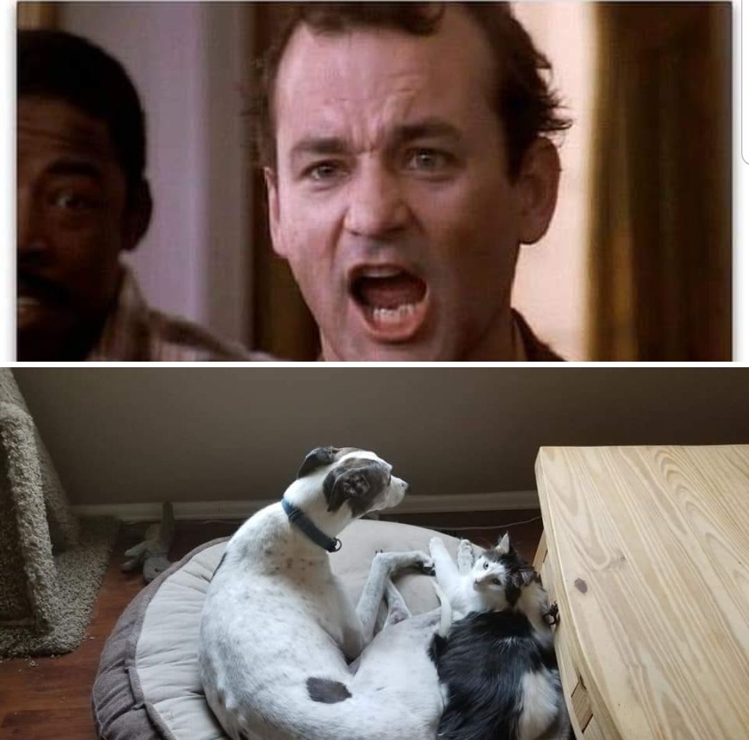 Dr Venkman was right!