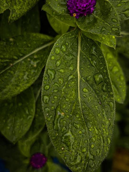 Drops on Leaves.