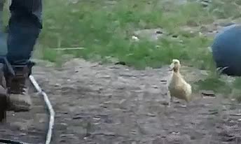 Duckling chases his human | Scrolller