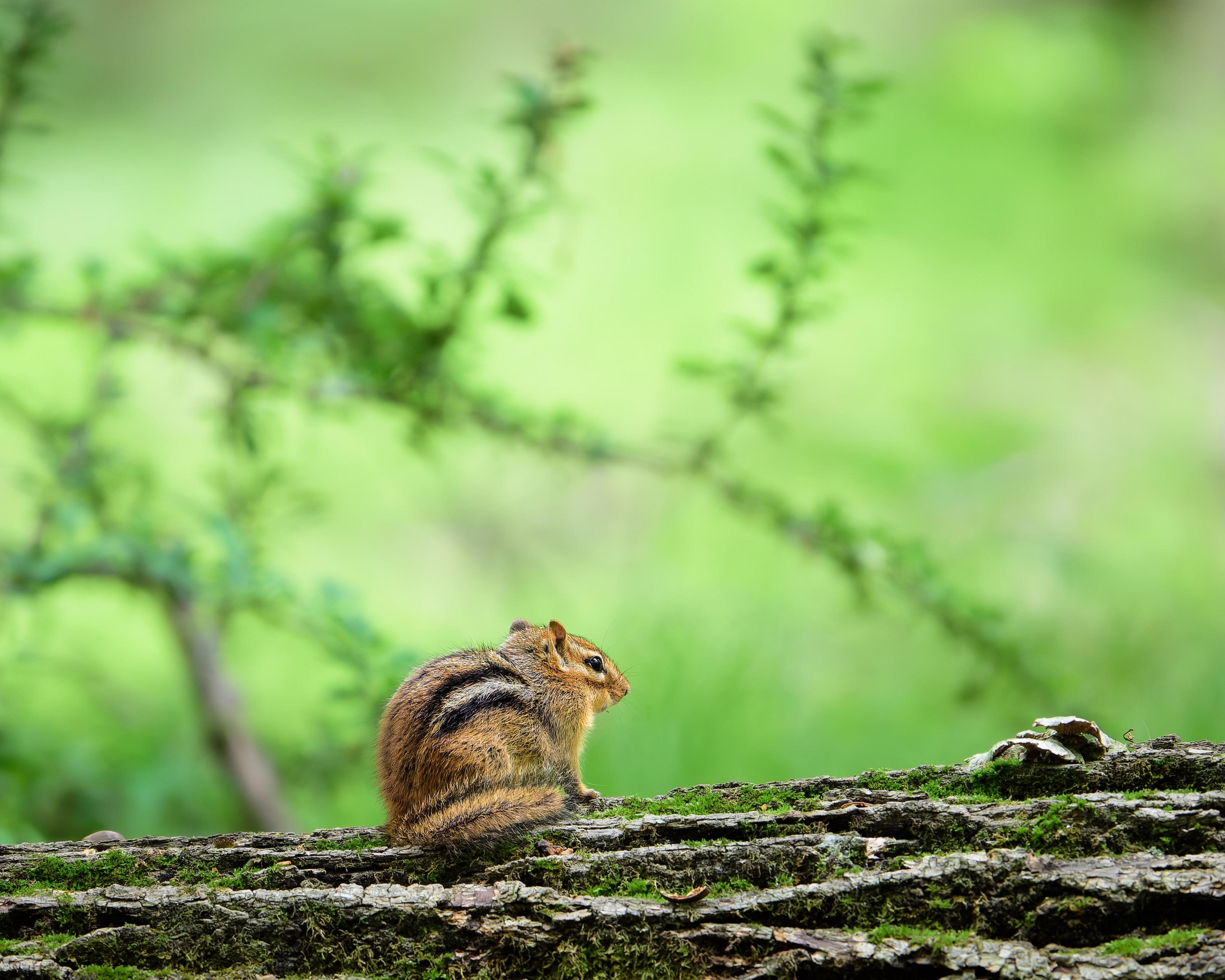 Eastern Chipmunk
