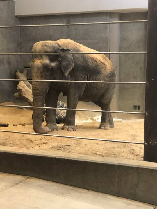 Elephant at the Smithsonian National Zoo today!