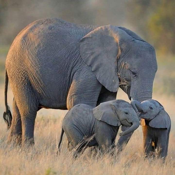 Elephant Love