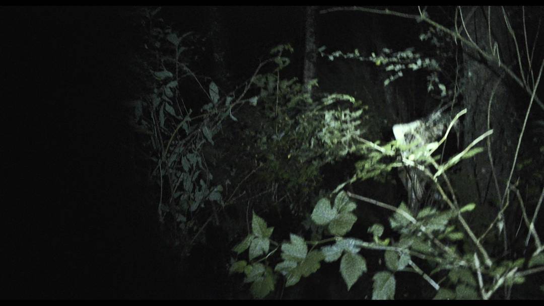 Elly Kedward: The Blair Witch
