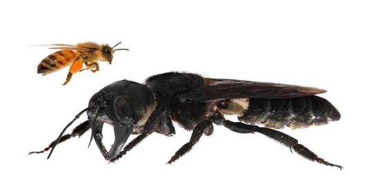 🔥 Endangered, Megachile pluto is the world’s largest bee 🔥