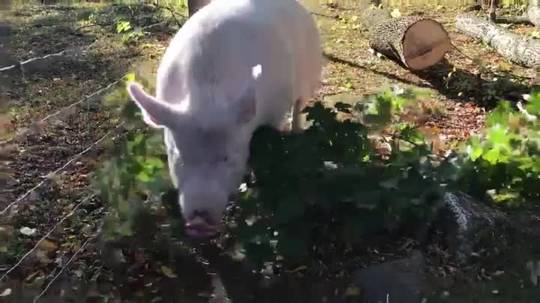 Esther likes finding sticks on her walks and then bringing them home to decorate her bed
