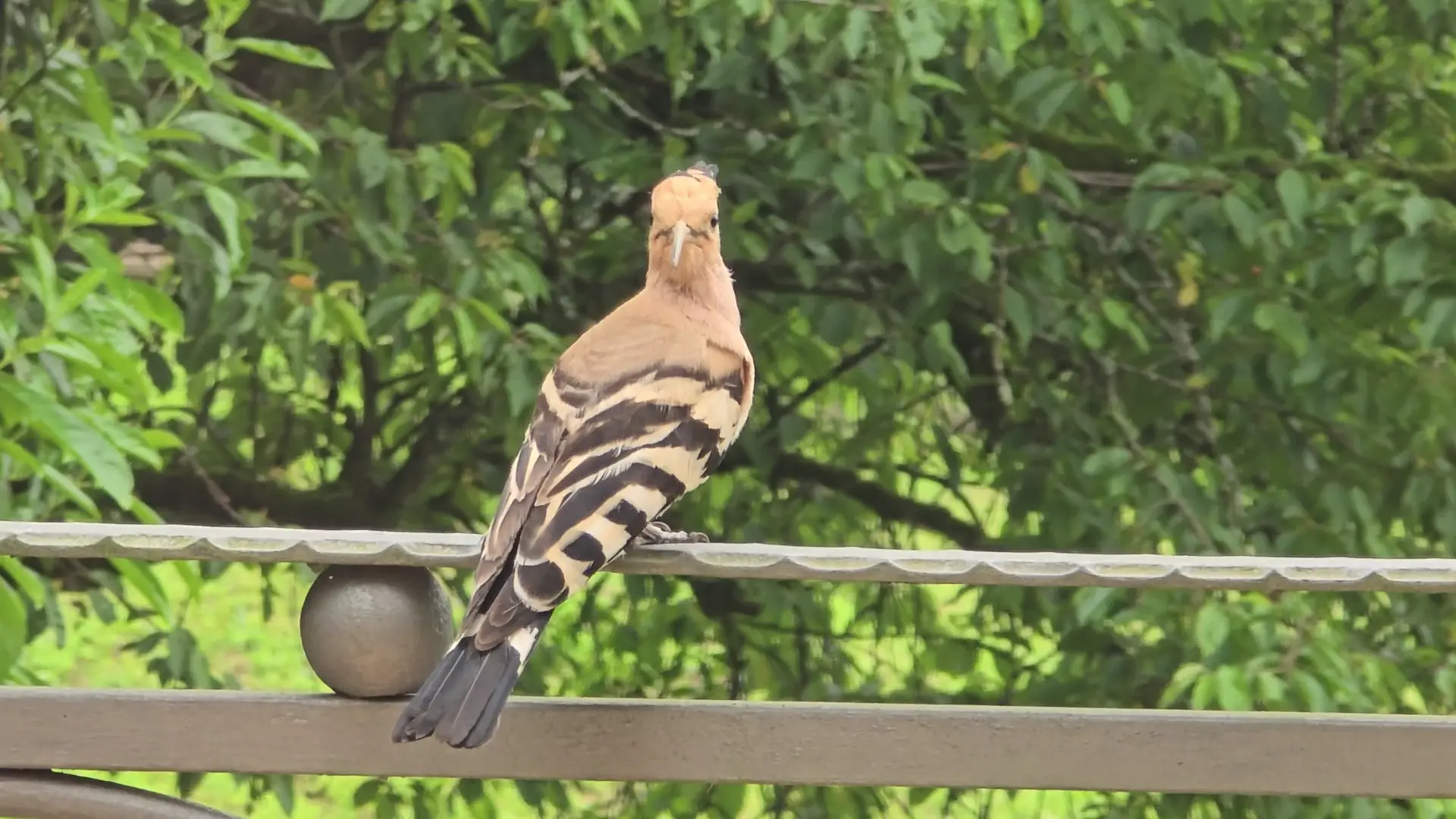 Eurasian hoopoe (Upupa epops)
