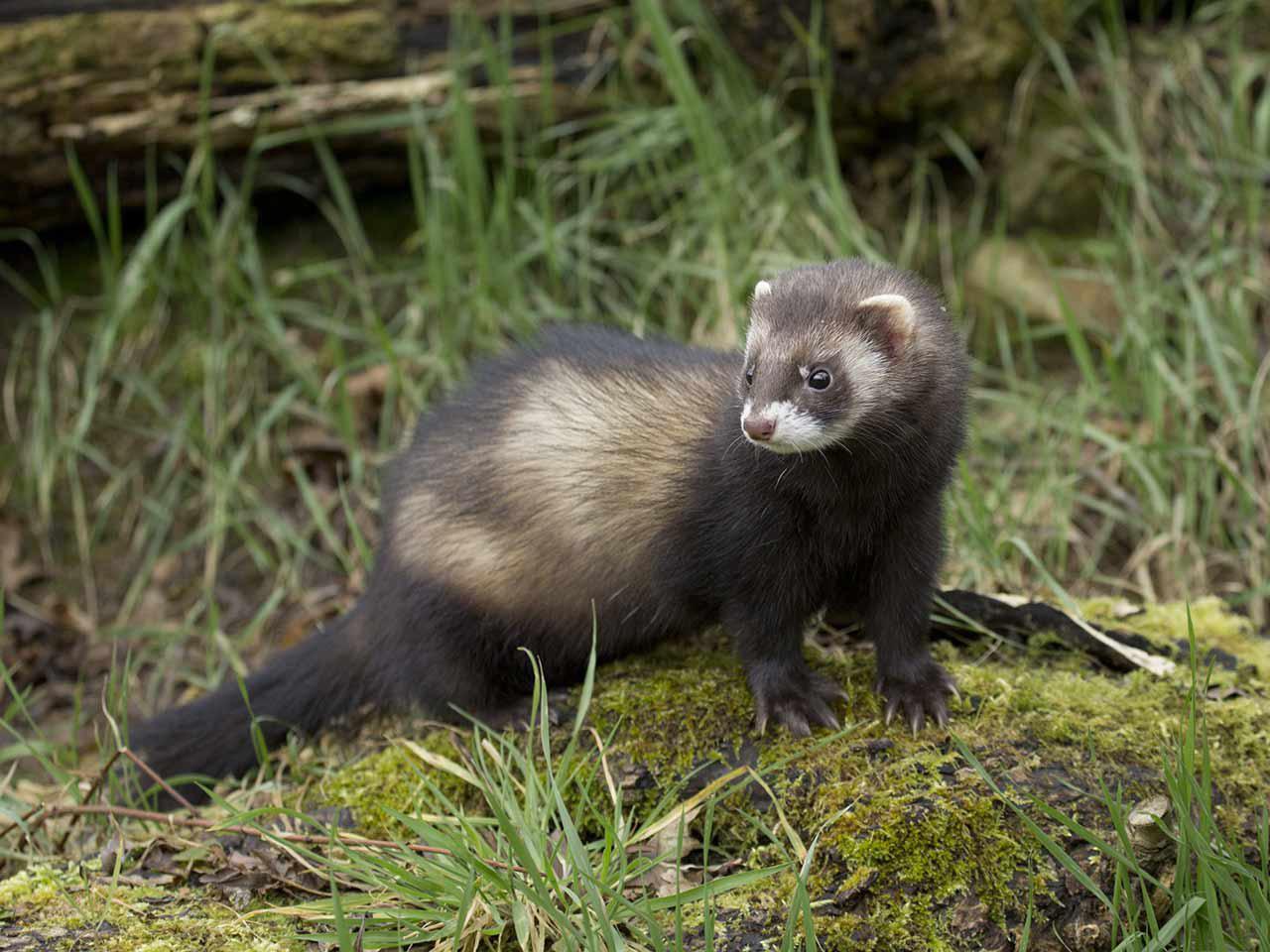European polecat in the wild (not a pet ferret!)