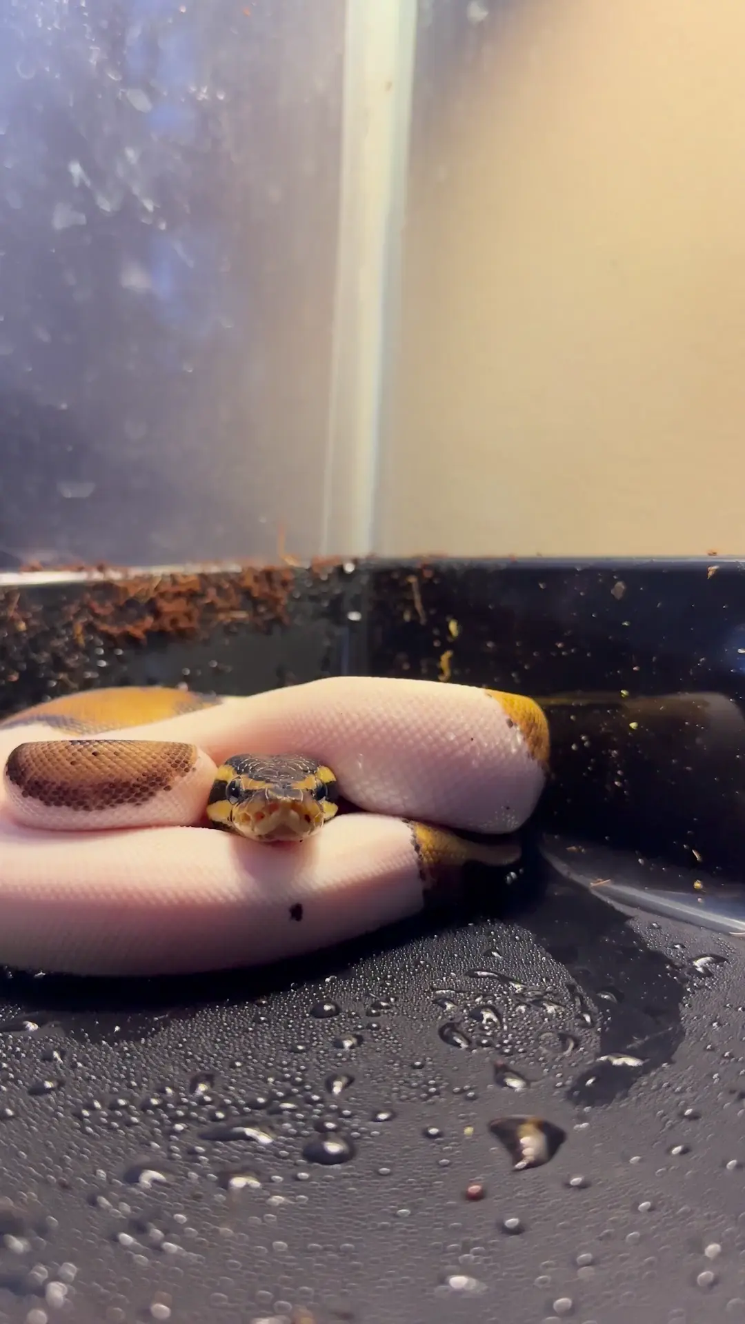 Even when they eat, they are so CUTE😍 (frozen/thawed feeding) | Scrolller