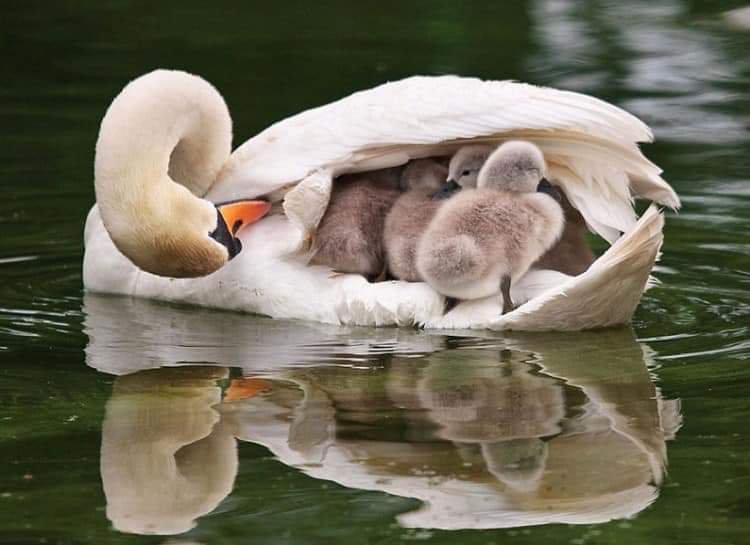 Exposed! Smaller surveillance drones recharging at the mothership