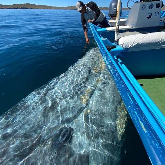 Gray whale vs. human